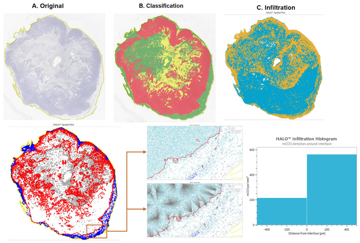 IHC Staining and Analysis-HALO Analysis
