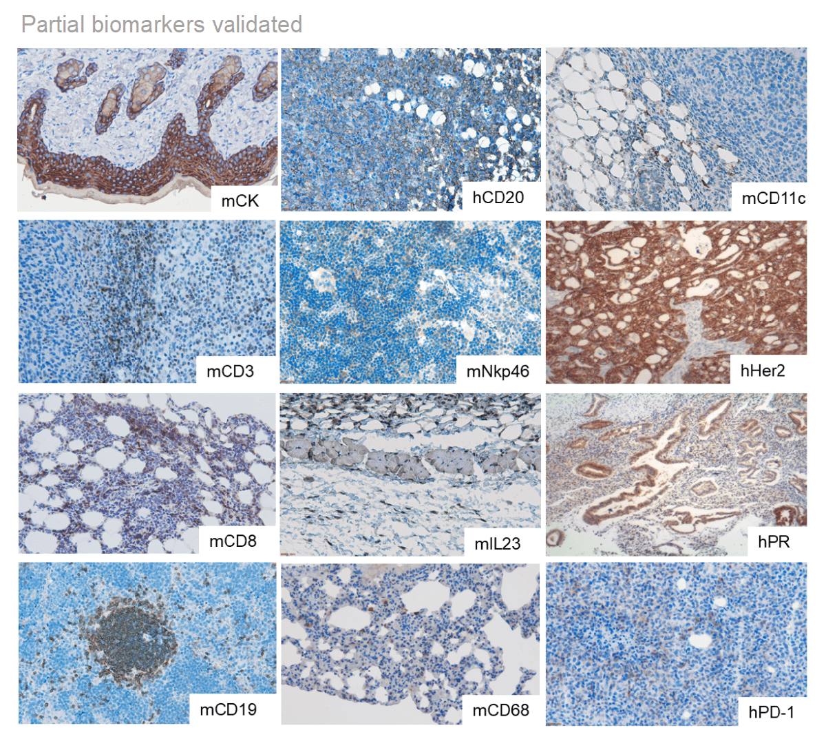 Biomarker Analysis