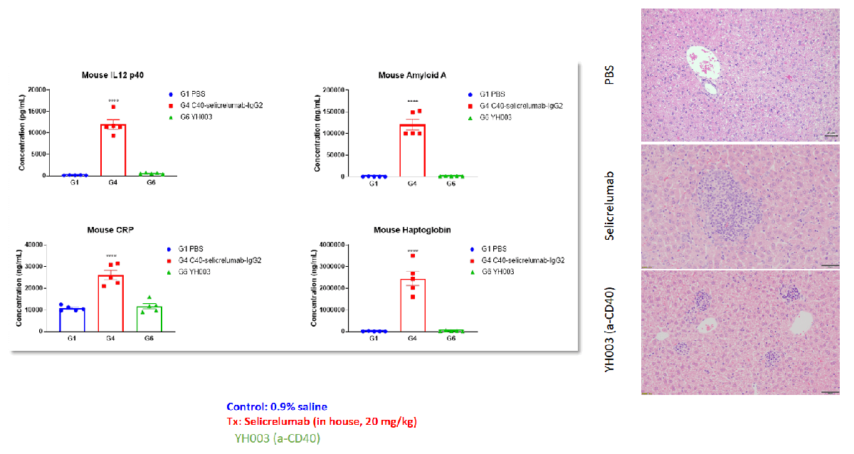 Toxicological profiles of Selicrelumab (analog) in B-hCD40 mice 2