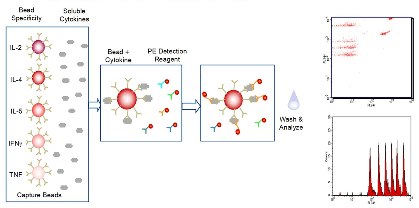 Cytokine analysis of B-hCD40 mice——Cytometric Bead Array