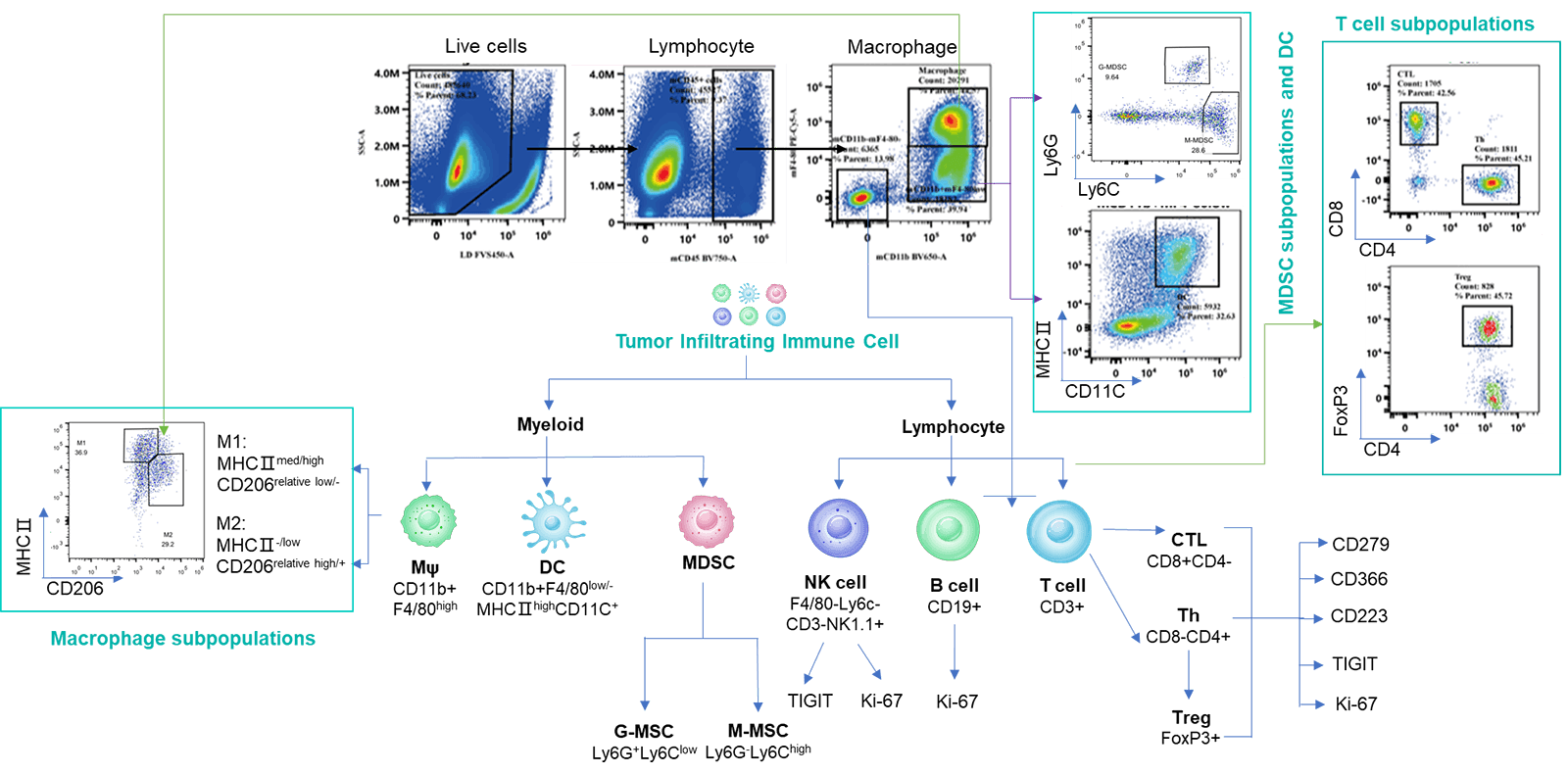 Immune Cell Profiling by Flow Cytometry in a Single Panel