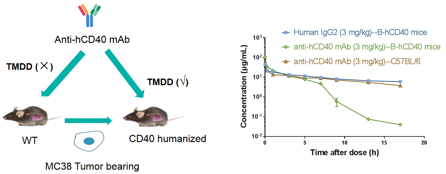 PK Profile of anti-CD40 Antibody in the B-hCD40 Mice