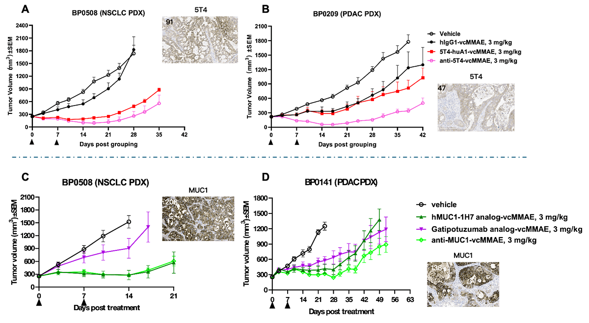 anti-5T4 and anti-MUC1 conjugates img