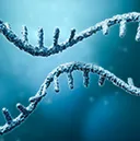 Oligonucleotide