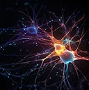 Neuroscience