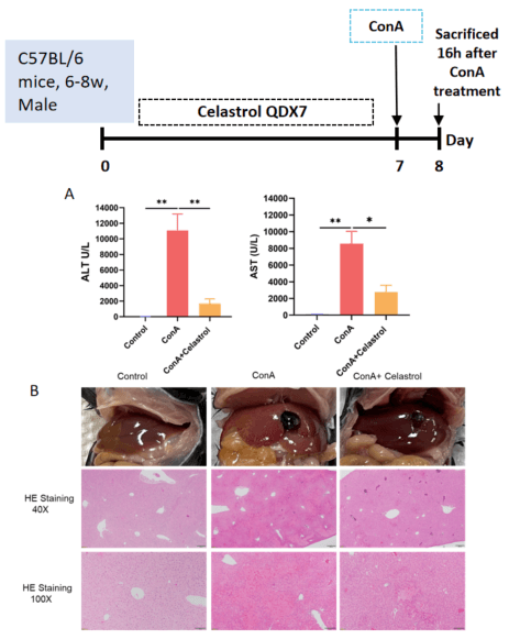 ConA model establishment and in vivo efficacy of Celastrol in ConA Model