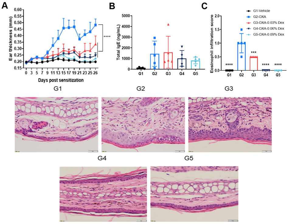 Efficacy Evaluation of Dexamethasone in OXA-Induced Atopic Dermatitis Mouse Model of C57BL/6 Mice 2