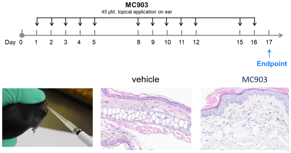 Establishment of MC903-Induced Atopic Dermatitis Mouse Model