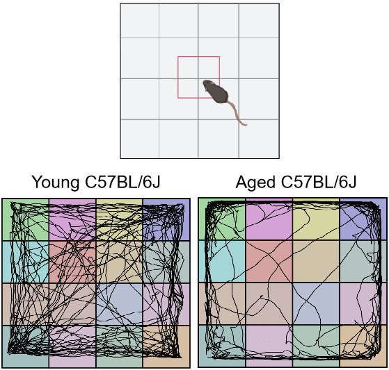 Open field test (OFT)