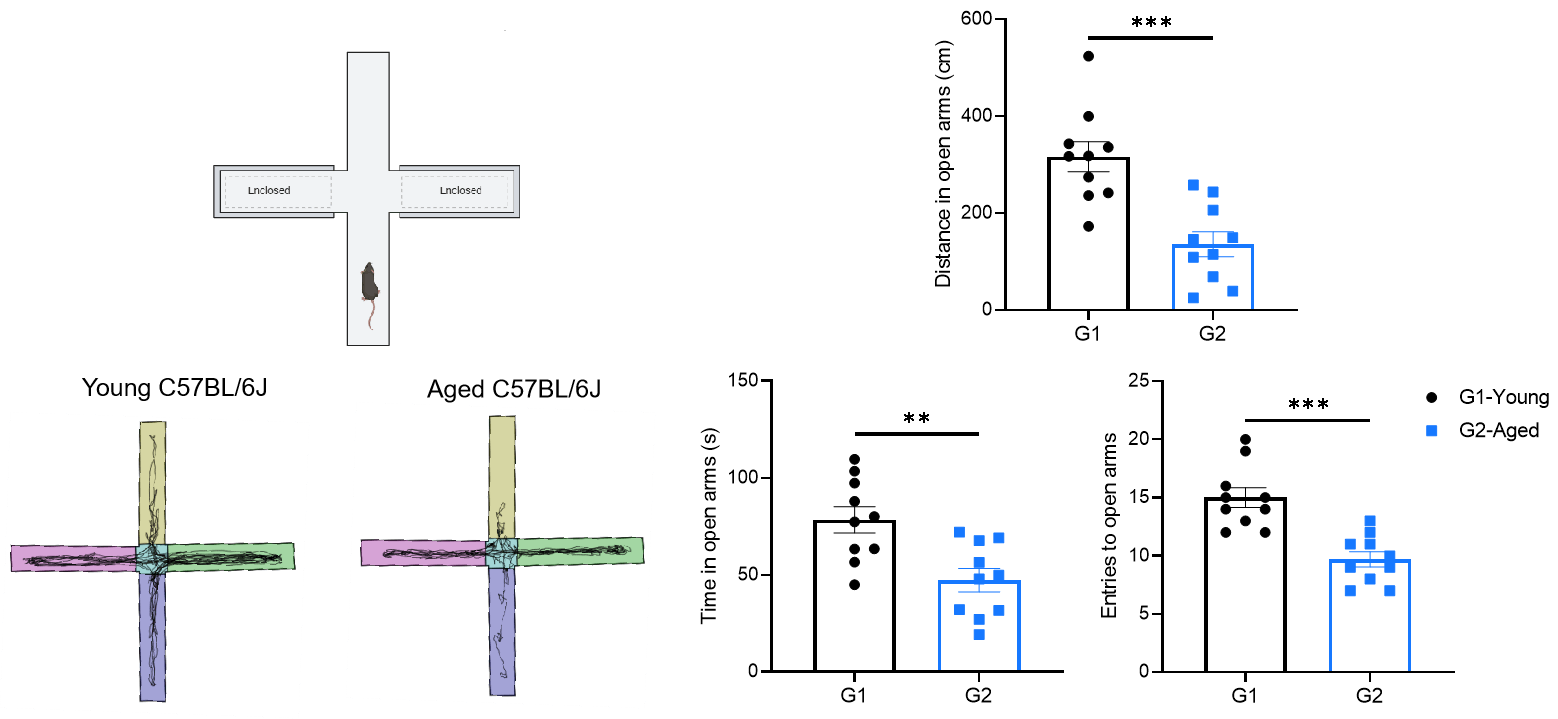 Elevated plus maze (EPM)
