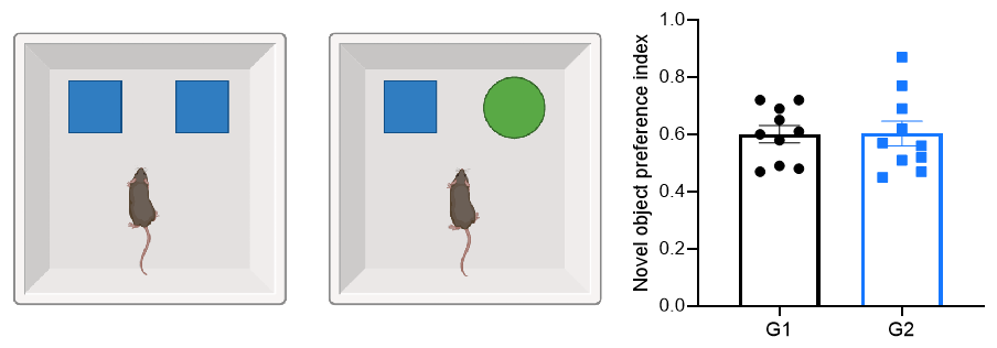 Novel object recognition (NOR)