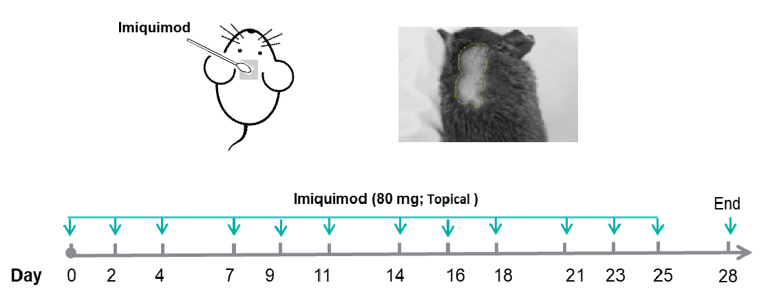Establishment of Imiquimod Induced Alopecia Areata Models