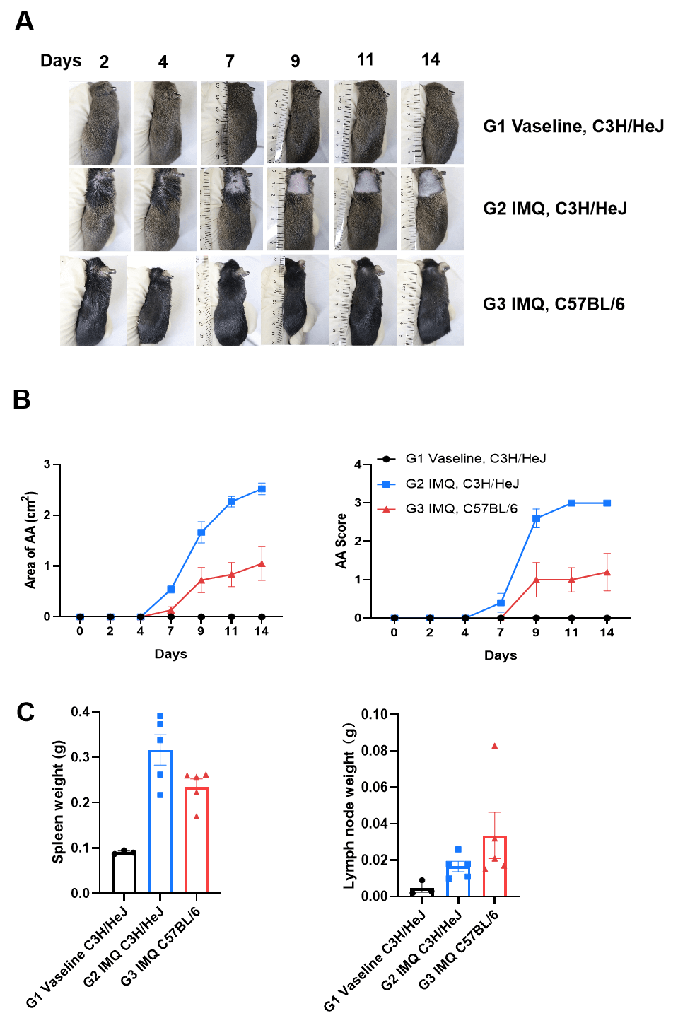 Imiquimod Induced Alopecia Areata in C3H/HeJ and C57BL/6 Mice