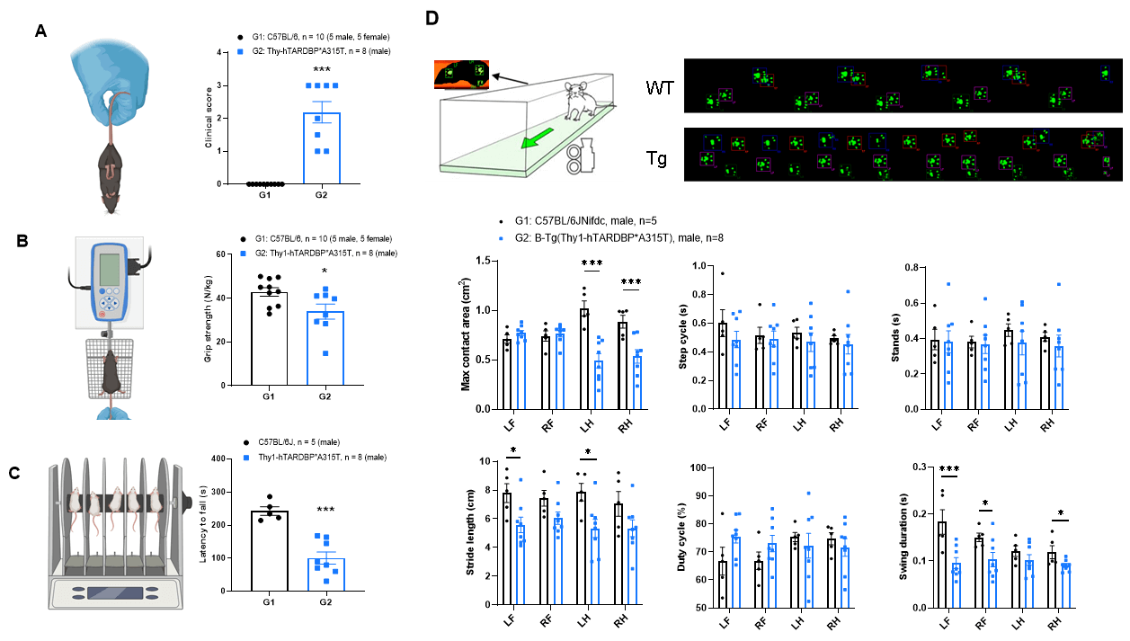 Motor function assessment in B-Tg(Thy1-hTARDBP*A315T) mice (V2)