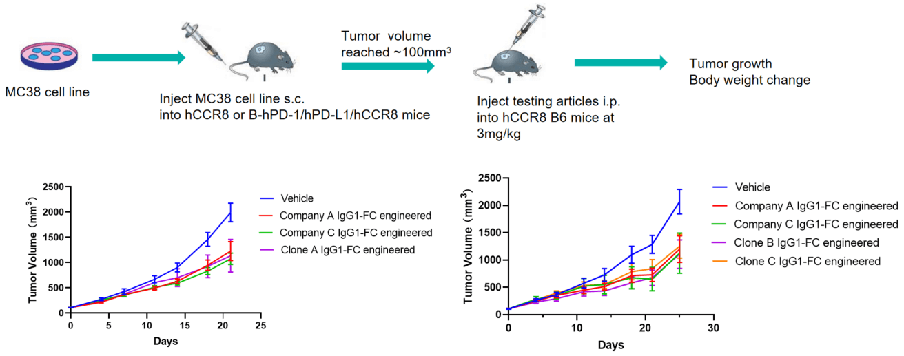 Anti-CCR8 antibodies img