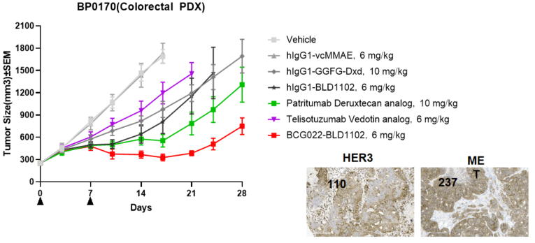 BP0170(colorectal PDX) img