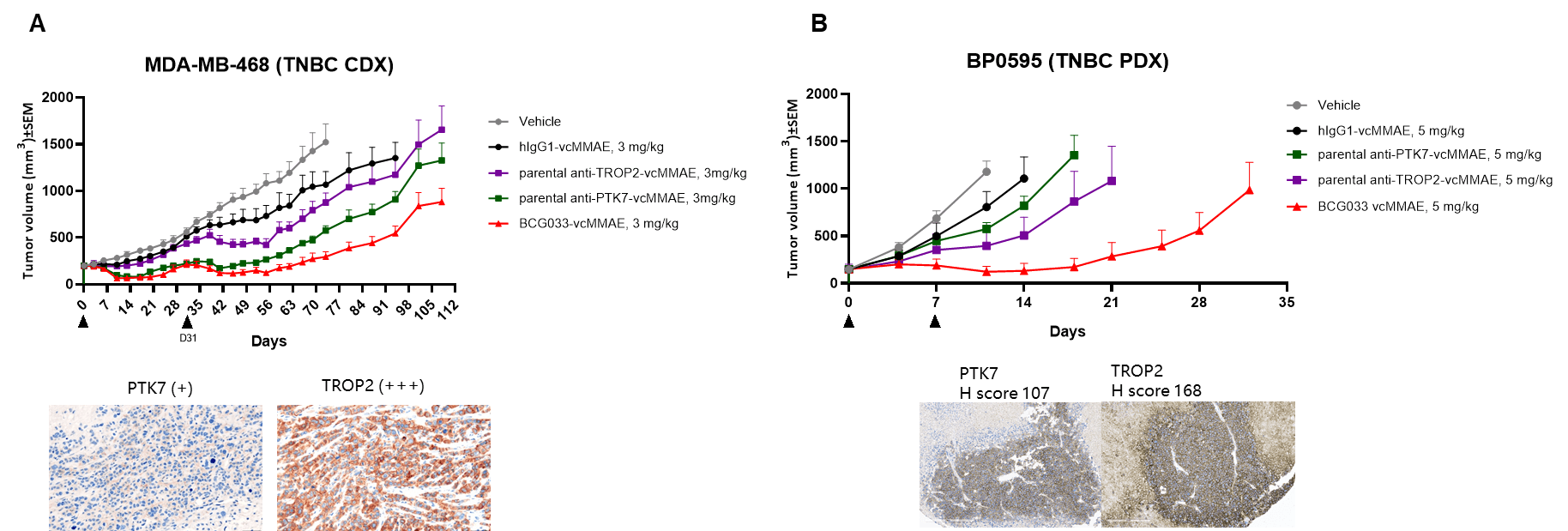 TNBC CDX and PDX img