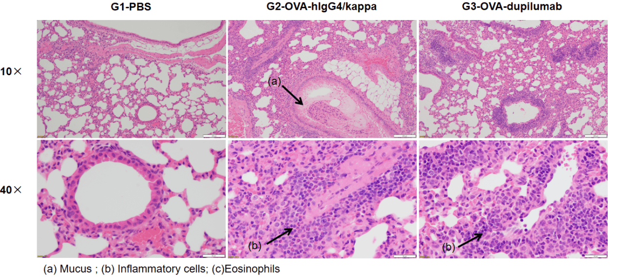 Efficacy Evaluation of the Anti-Human IL4R (Dupilumab) in OVA-Induced Asthma Model of IL4 and IL4 Receptor Humanized Mice 3