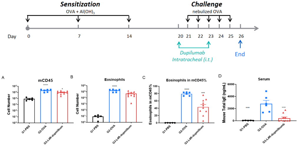 Efficacy Evaluation of the Dupilumab (Anti-Human IL4RA) in IL4 and IL4 Receptor Humanized Mice (B-hIL4/hIL4R Mice) of OVA-Induced Asthma Model by Intratracheal (i.t.) Administration