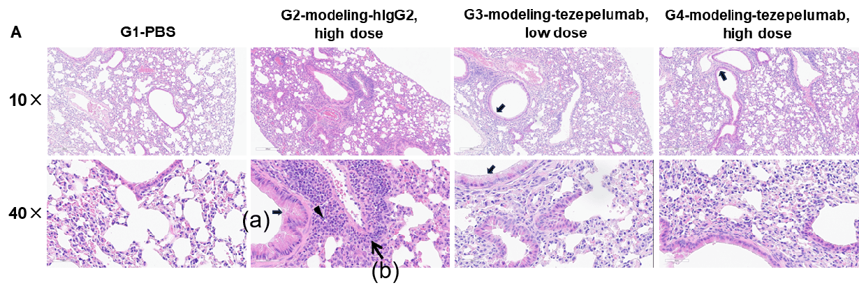 Efficacy Evaluation of the Anti-human TSLP (Tezepelumab) in hTSLP/OVA-induced Asthma Model of TSLP and TSLP Receptor Humanized Mice 2