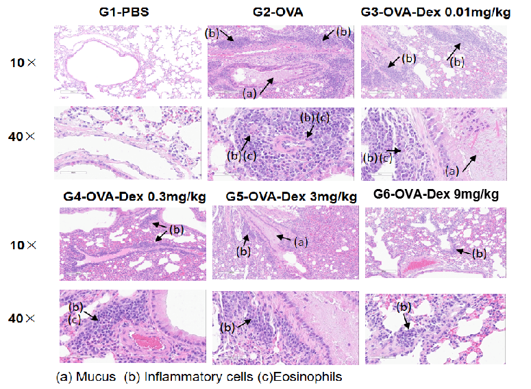 Airway Histology in Asthmatic Mouse Model