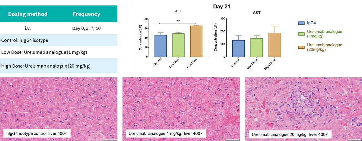 Liver toxicity evaluation of 4-1BB antibody using B-h4-1BB mice