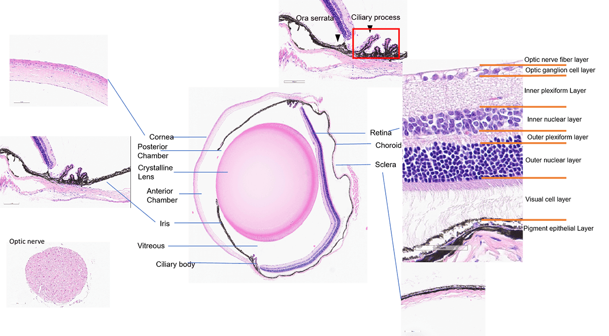 H&E Staining of Mouse Eye