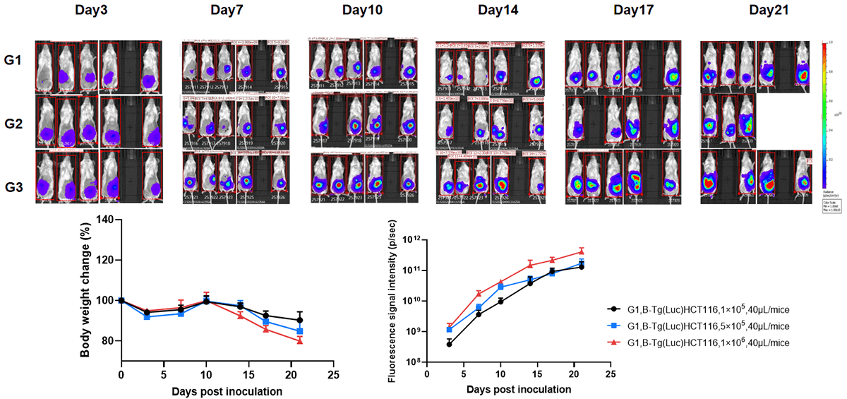 Orthotopic Colorectal Cancer Model: B-Tg(Luc) HCT 116 in B-NDG Mice