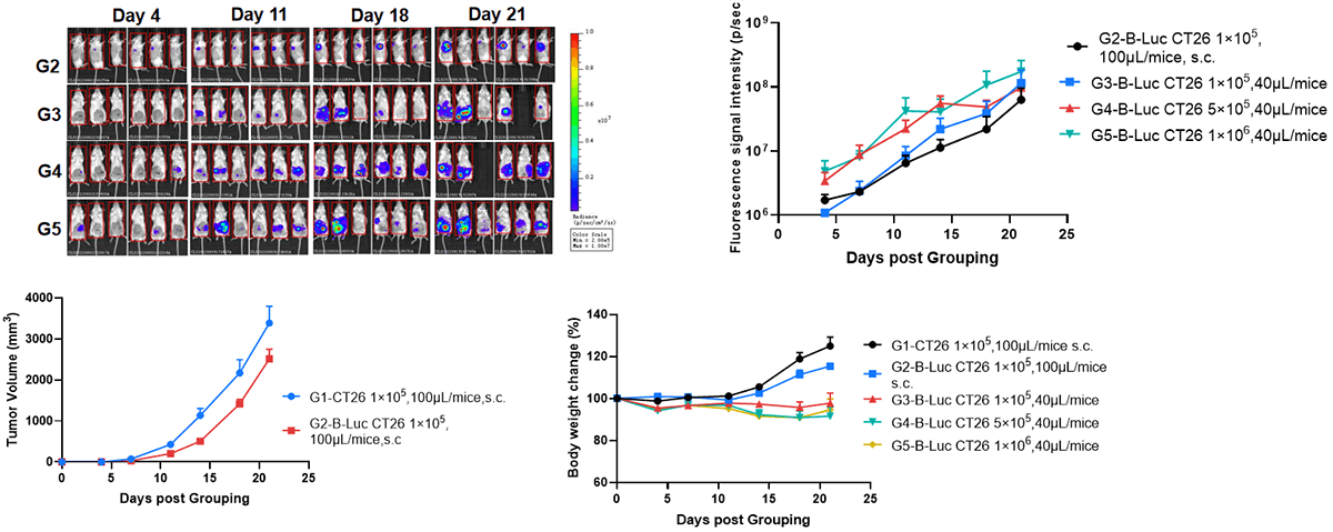 Orthotopic Colorectal Cancer Model: B-luc CT26.WT in Balb/c Mice