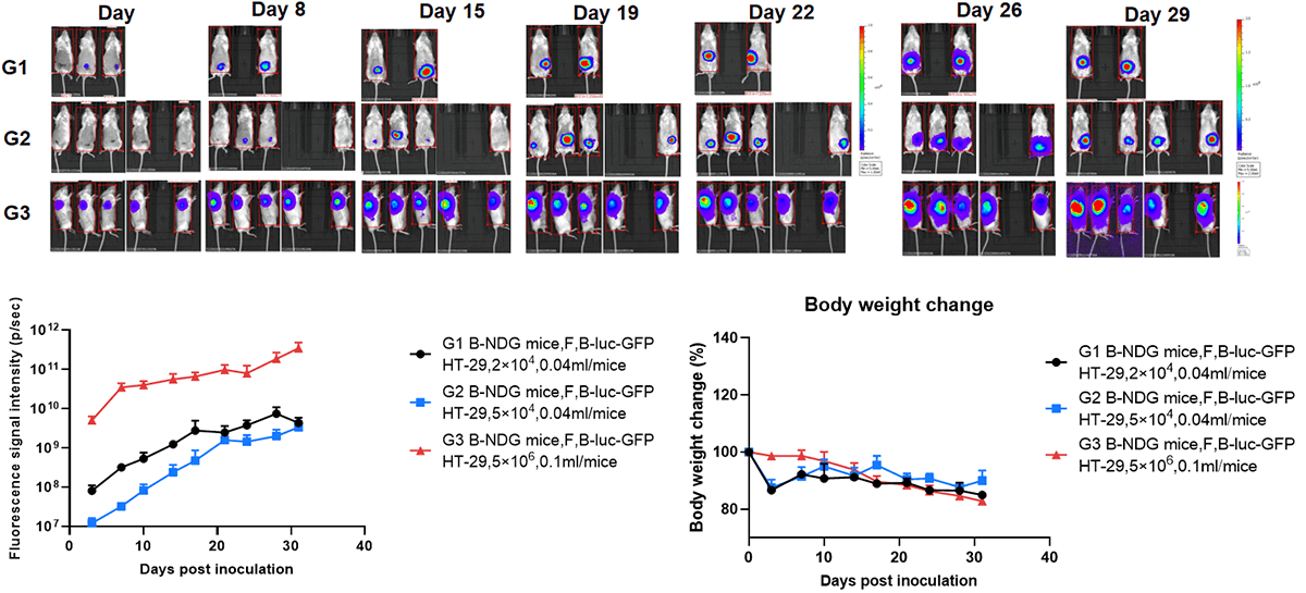 Orthotopic Colorectal Cancer Model: B-luc-GFP HT-29 in B-NDG Mice