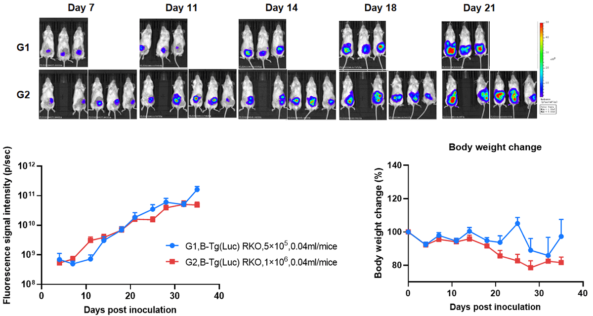 Establishment of orthotopic colorectal cancer model