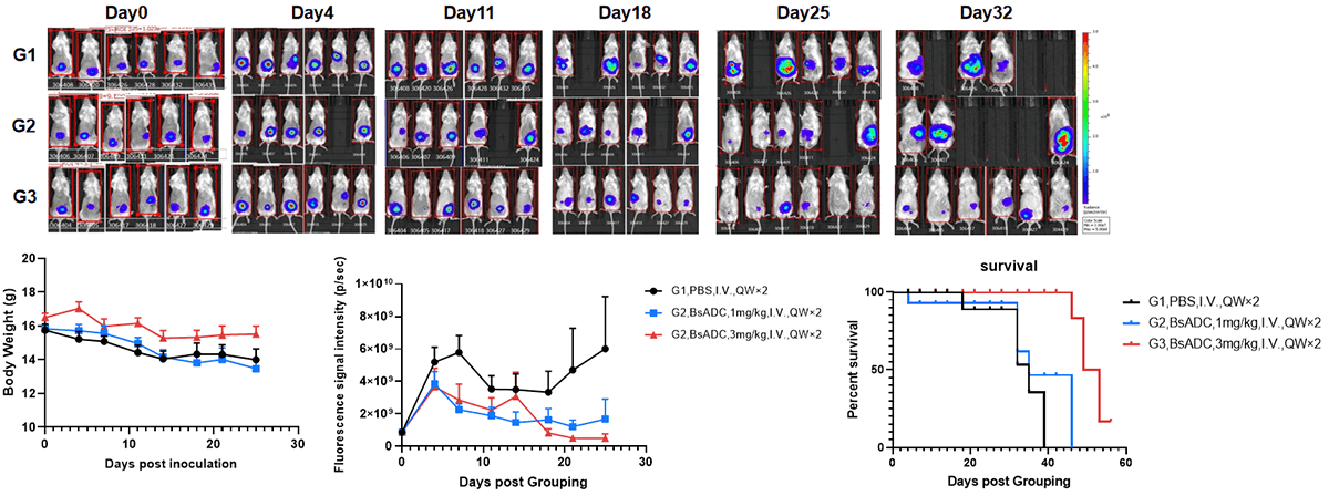 Evaluation of the efficacy of orthotopic colorectal cancer model