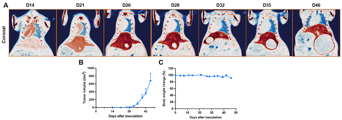 Orthotopic liver cancer models imaging by Micro-CT