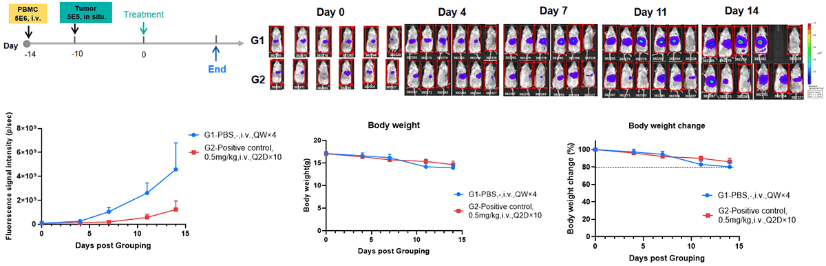 Evaluation of the efficacy of orthotopic liver immune reconstitution model