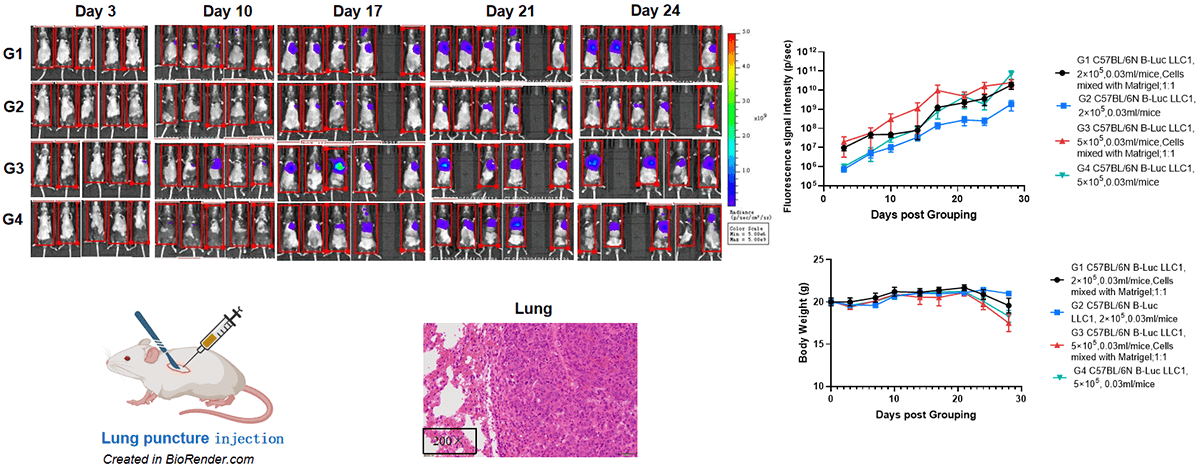 Orthotopic Lung Cancer Model: B-Luc LLC1 in C57BL/6 Mice