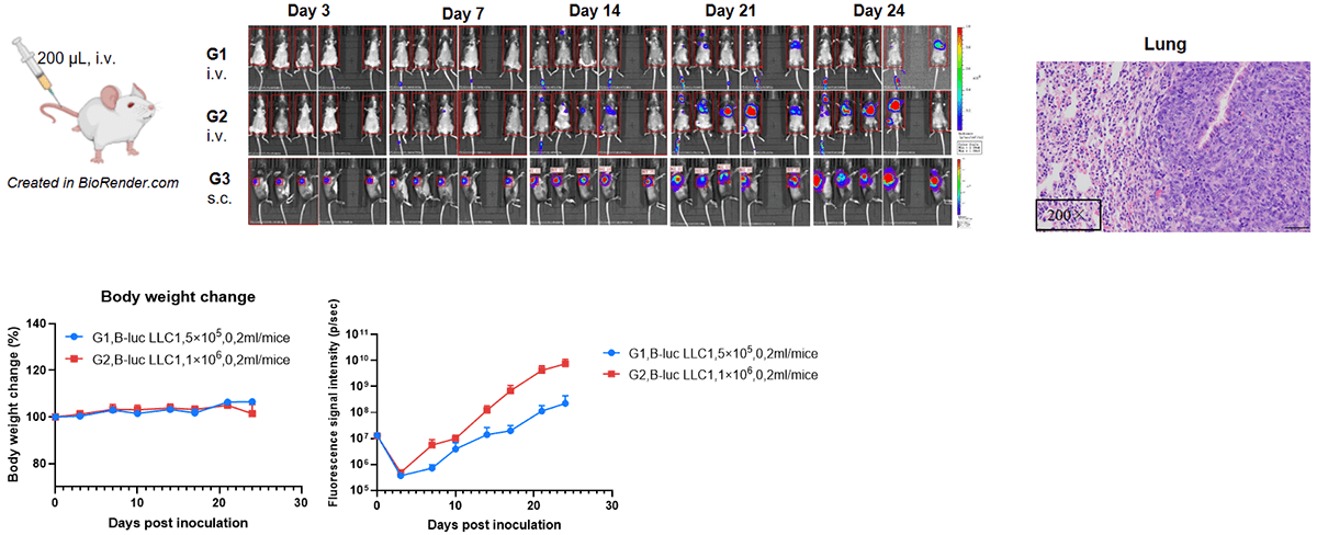 Orthotopic Lung Cancer Model: B-Luc LLC1 in C57BL/6 Mice (i.v.)