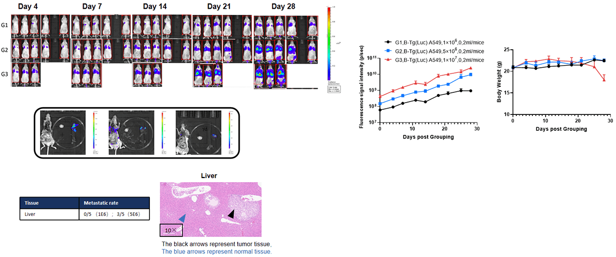 Orthotopic Lung Cancer Model: B-Tg(Luc) A549 in B-NDG Mice (i.v.)