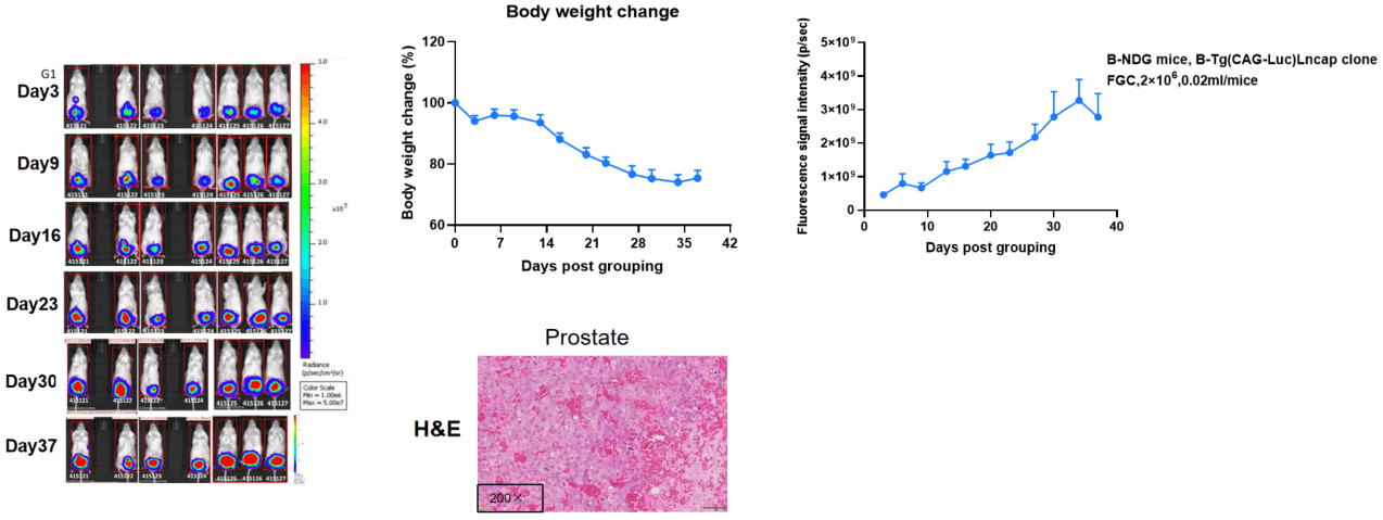 B-Tg(Luc) LNCap Clone FGC in B-NDG Mice
