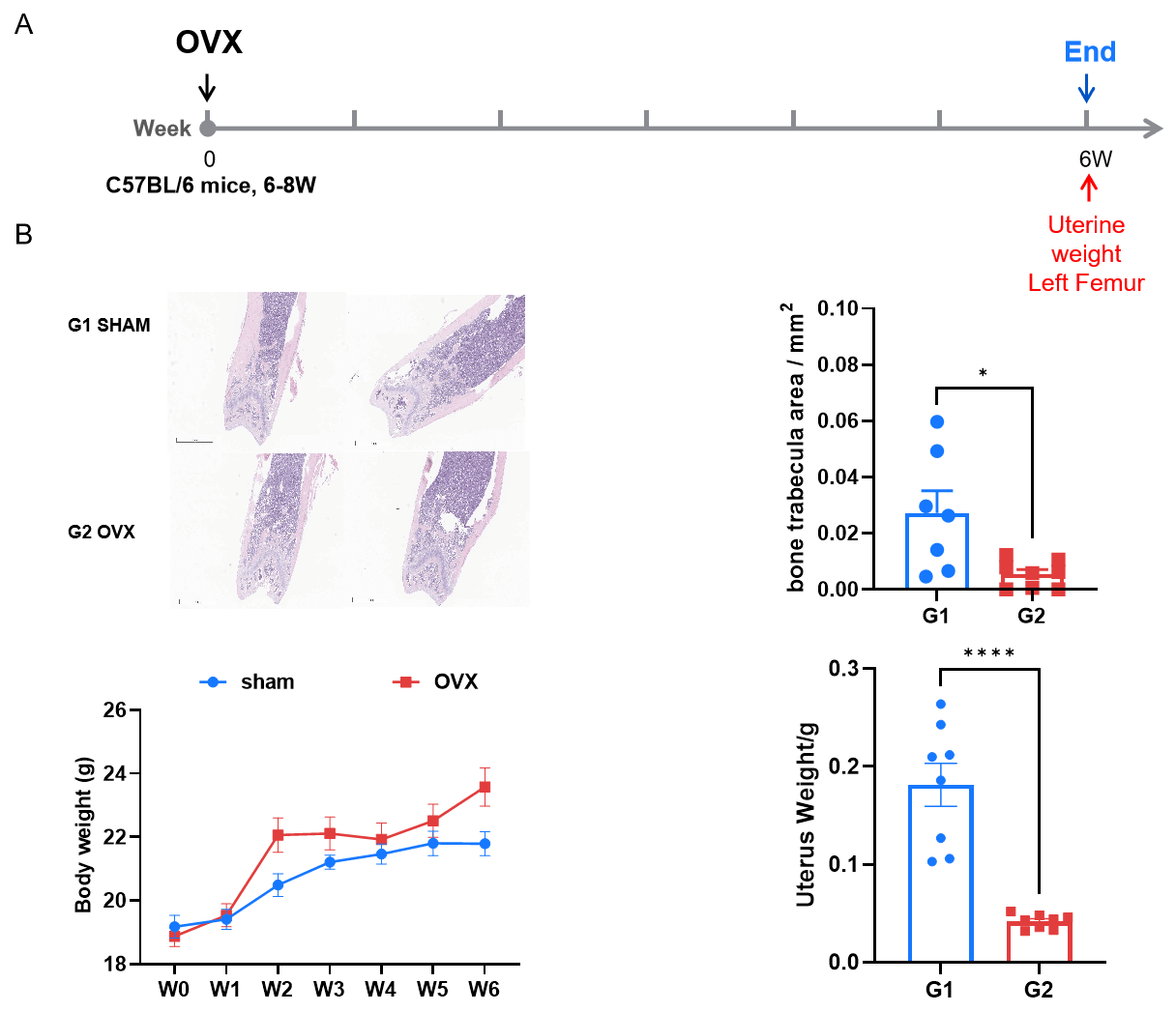 Establishment of Ovariectomy-Induced Osteoporosis Mouse Model in C57BL/6 Mice