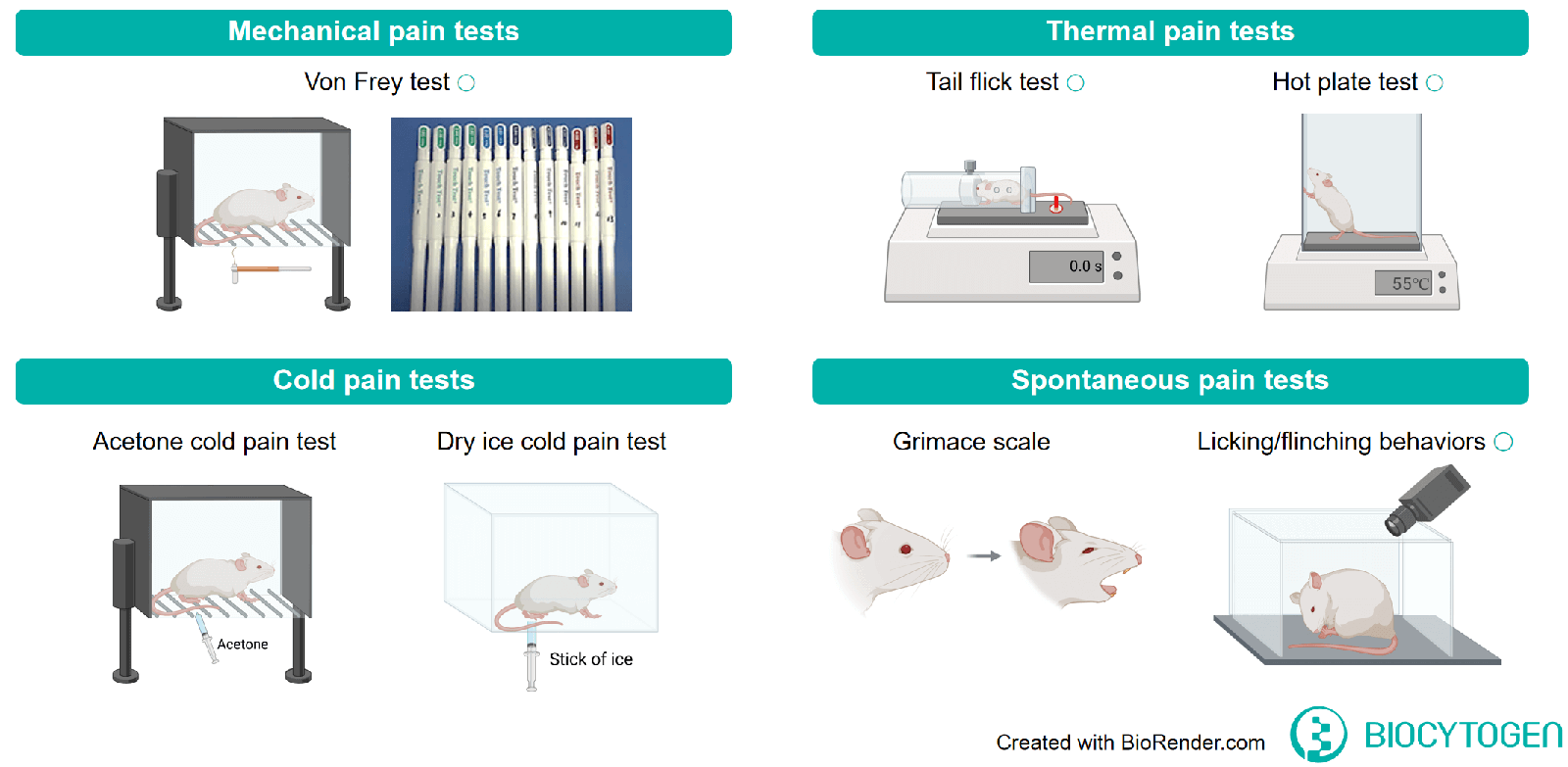Summary of pain testing paradigms in Biocytogen