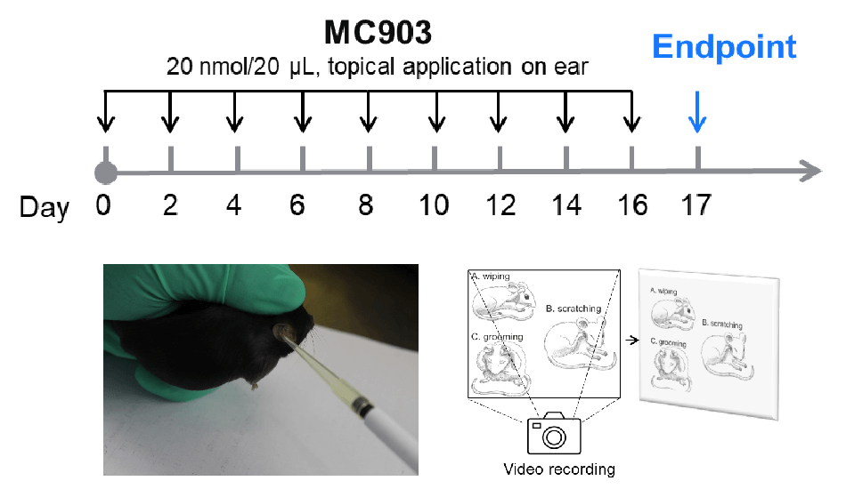 Establishment of MC903-Induced Pruritus Mouse Model