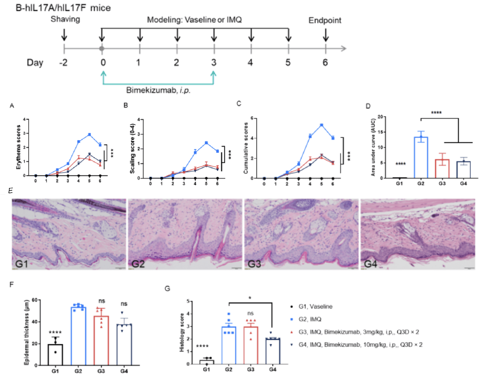 In Vivo Efficacy of Bimekizumab (in-house) in a Psoriasis Mouse Model of IL17A/IL17F Humanized Mice