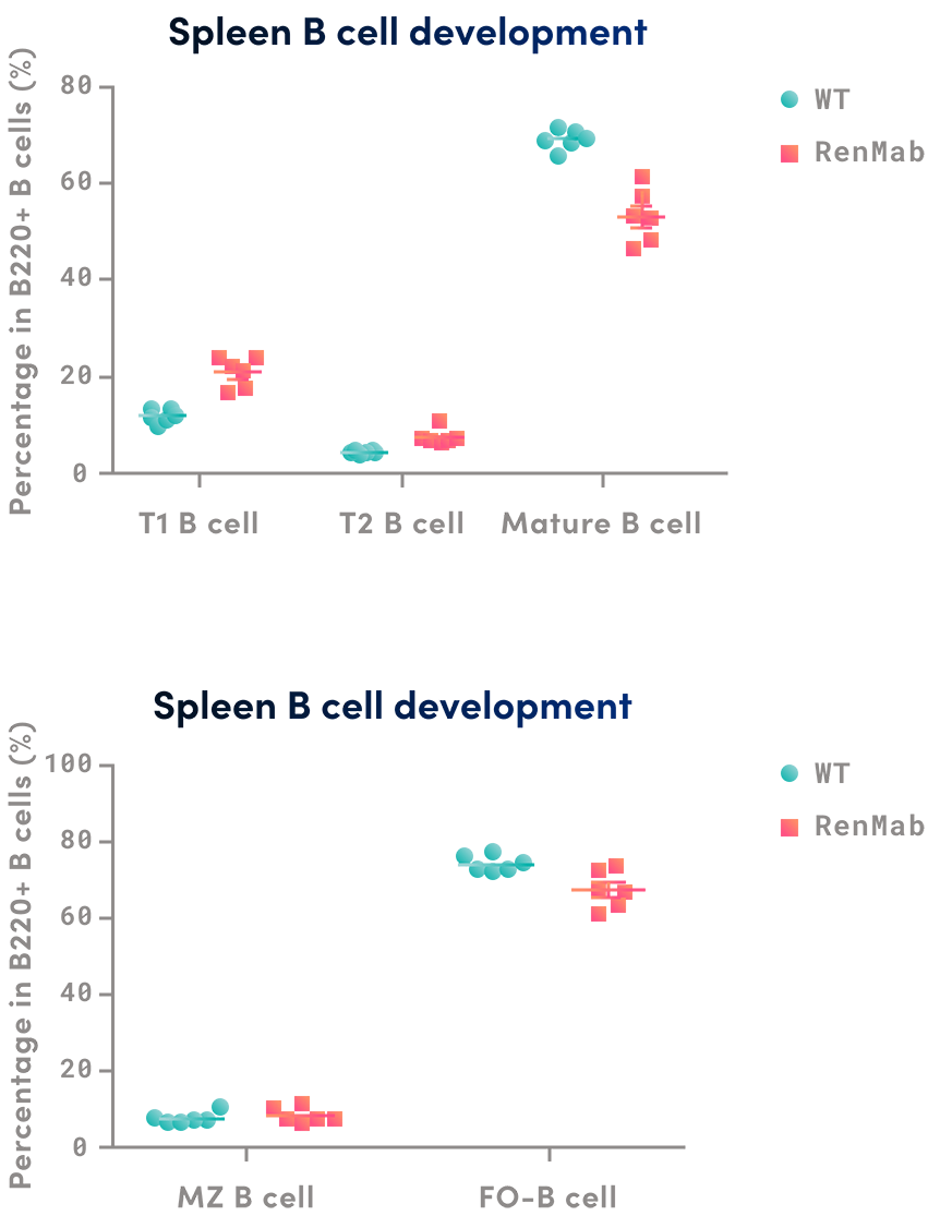 Spleen B cell development