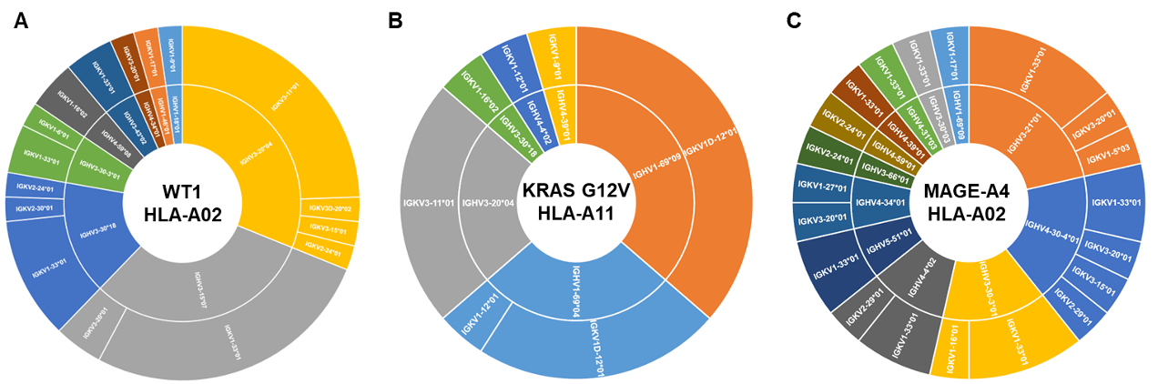 RenTCR-mimic-derived fully human TCR mimic Antibodies showed high diversity