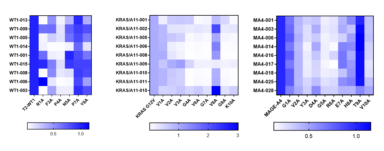RenTCR-mimic-derived fully human TCR mimic Antibodies showed high diversity 2