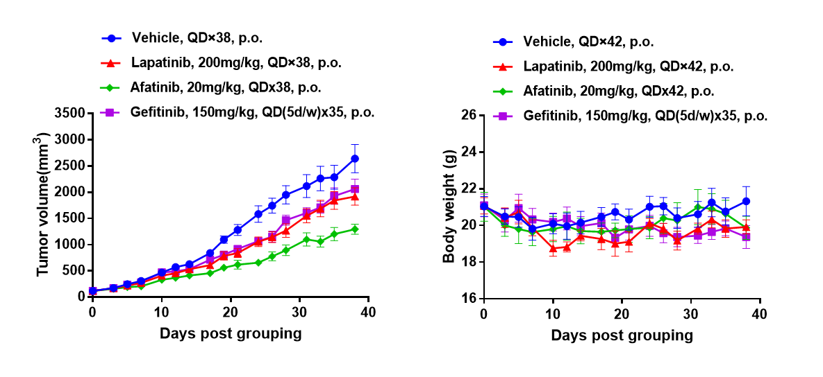In vivo efficacy of EGFR-targeted drugs in pancreatic cancer PDX models