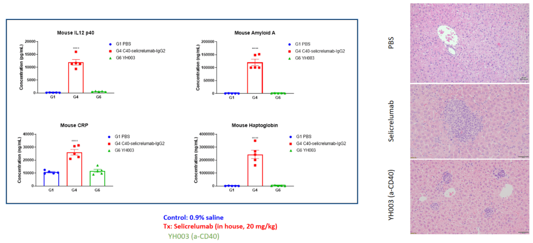 Increased acute phase proteins and liver damage in response to Selicrelumab (analog) in humanized B-hCD40 mice