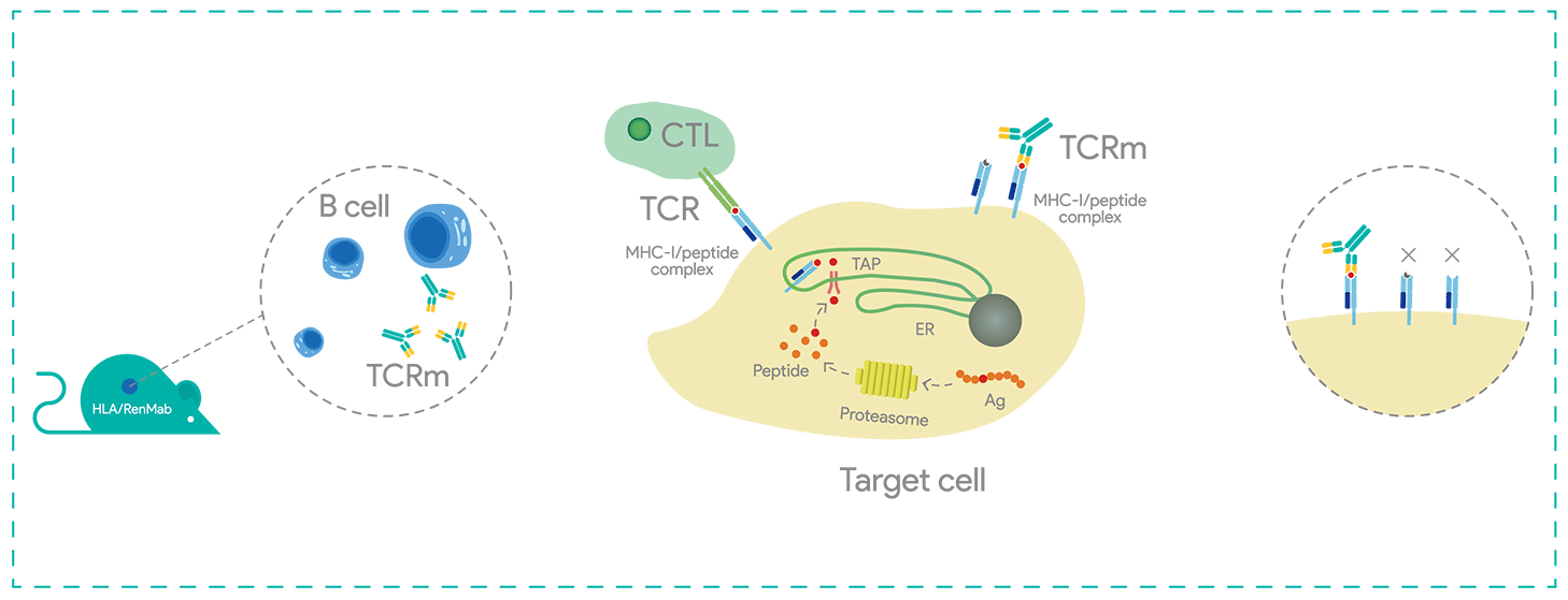 Advantages of Biocytogen's TCR mimic Antibody Platform
