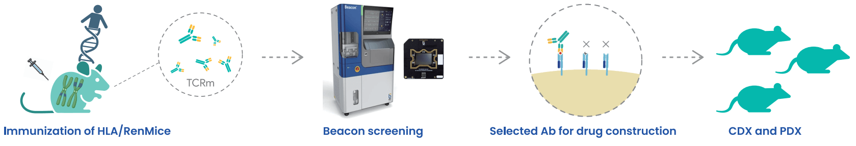 Biocytogen's Fully Human TCRm Antibody Discovery Workflow