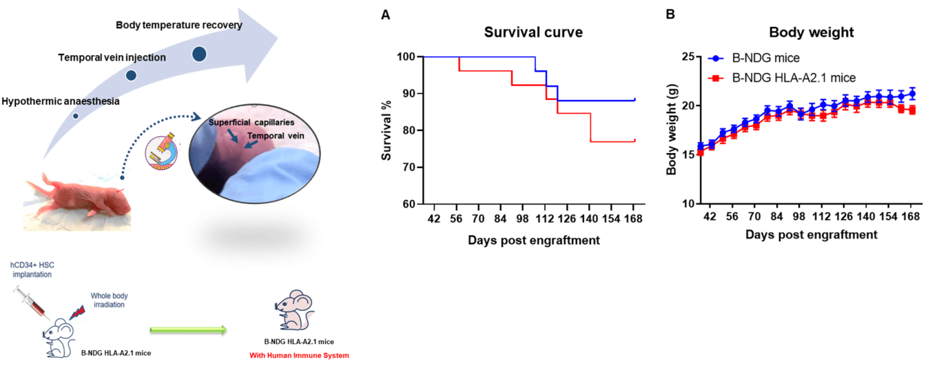 Figure 1. Human CD34+ HSCs were successfully engrafted in B-NDG HLA-A2.1 mice.